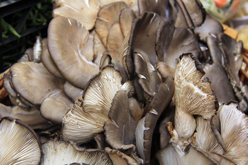 champignons pleurottes