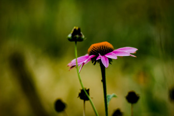 Purple Cone Wildflower