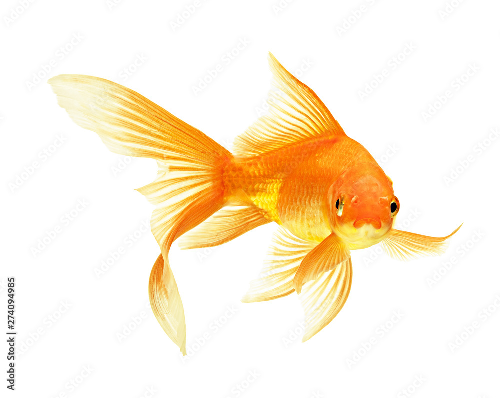 Canvas Prints gold fish - Canvas Prints