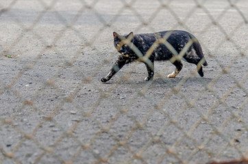 Close-up of a black shorthair cat standing behind a wire mesh fence and looking at the camera.