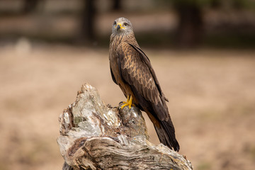 Milvus milvus