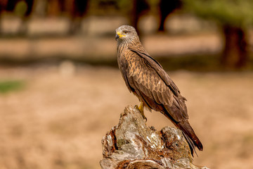 Milvus migrans