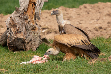 Gyps fulvus