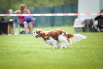 Dog king charles cavalier is running on agility competition. Amazing day on czech agility competition. They are middle expert it means A2.