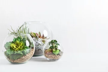 Foto op Canvas Home indoor green plants concept, copy space © Prostock-studio