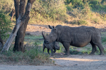 Fototapeta premium A White Rhino mother and baby, South Africa.