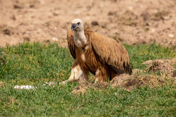 Gyps fulvus