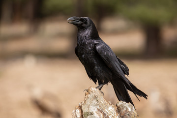 Crow