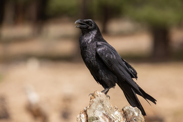 Crow