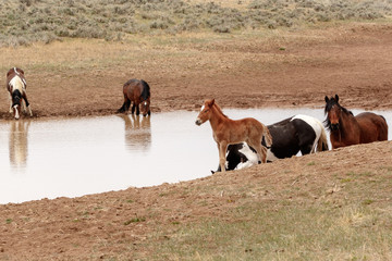 Band of wild horses at watering hole