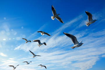 Close up flock of seagulls flying over blue sunny sky