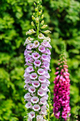Close up of digitalis purpurea flower foxglove, common foxglove, purple foxglove or lady's glove