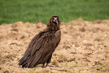 Aegypius monachus
