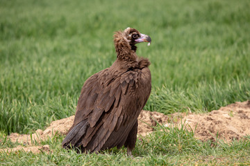 Aegypius monachus