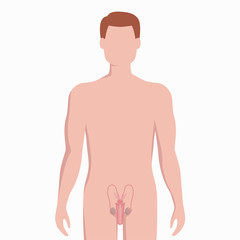 Fototapeta premium Male reproductive organs on man body silhouette vector medical illustration isolated on white background. Human internal organ placed in body infographic elements in flat design.