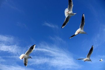 Close up seagulls flying over blue sunny sky