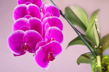 Beautiful Pink phalaenopsis Orchid Flower around white background. close up