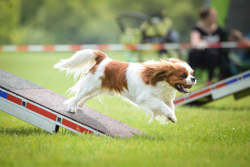 Dog, king charles spaniel in agility in zone Dog, Amazing day on czech agility competition.