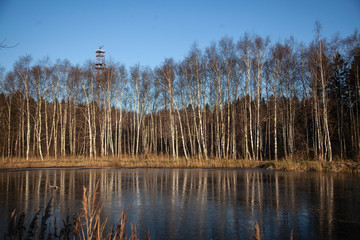 Birch grove on the shore of the pond. Reflection of trees to water. Beauty of nature. Natural...