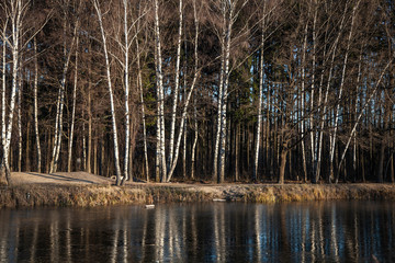 Birch grove on the shore of the pond. Reflection of trees to water. Beauty of nature. Natural...