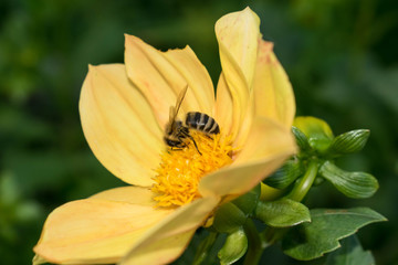Bee collects pollen, nectar, pollinates a flower for design