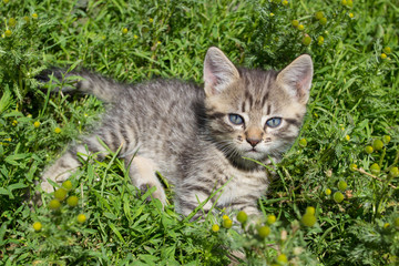 Kitty with blue eyes resting,little kitten is warm in the rays of the sun on the grass, a beautiful kitty is gray with blue eyes