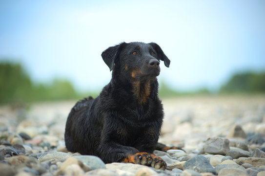 Portrait of beautiful beauceron resting