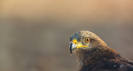 BLACK KITE (Milvus migrans), Campanarios de Azaba Biological Reserve, Salamanca, Castilla y Leon, Spain, Europe