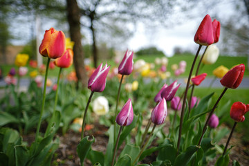 Tulips in spring