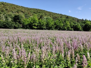 Lavender field 1