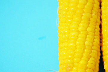 Close-up sweet corn on blue background, photo