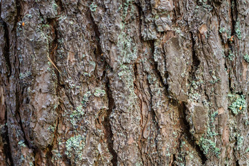 Texture of pine bark close-up