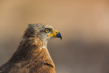 BLACK KITE (Milvus migrans), Campanarios de Azaba Biological Reserve, Salamanca, Castilla y Leon, Spain, Europe