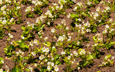 Beautiful blooming flowers in the garden