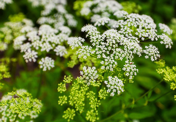 Beautiful blooming flowers in the garden
