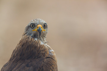 BLACK KITE (Milvus migrans), Campanarios de Azaba Biological Reserve, Salamanca, Castilla y Leon, Spain, Europe