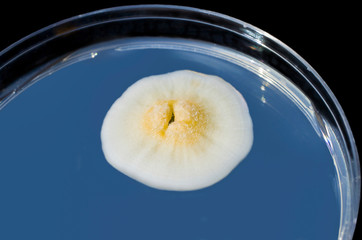 Colony of mold fungus cultivated from indoor air on Petri dish with Sabourad dextrose agar