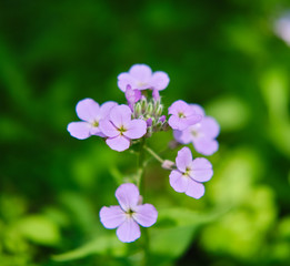 pink flowers in the garden
