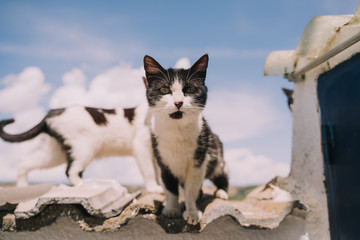 A family of a cats it is in the wall. One of them is sitting in the wall while is looking at something in front it. The others are walking and looking something.