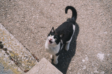 A beautiful black and white street cat is in the street while is meowing something. The cat has a pink mouth and yellow eyes. It is a beautiful sunny day.