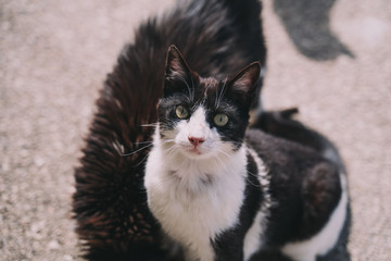 A beautiful black and white street cat is sitting in the street with other cats while is looking at the camera. It has a beautiful hair and big green eyes. It is a beautiful sunny day.