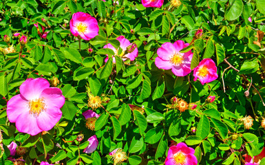 Beautiful blooming flowers in the garden