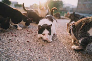A herd of street cats are eating in the street. They look very hungry. Their hair is dirty, ugly and very damaged. It is a sunny day. Selective focus.