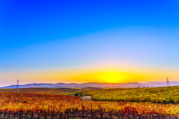 Obraz premium Vineyard at Sunset in the Fall