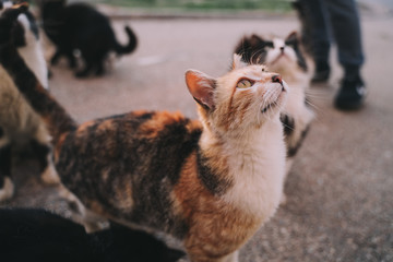 A herd of street cats are eating in the street. They look very hungry. Their hair is dirty, ugly and very damaged. It is a sunny day. Selective focus.