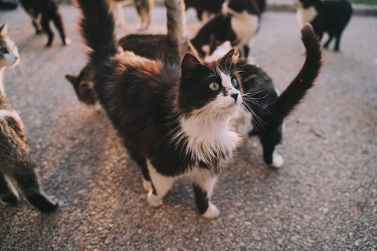 A herd of street cats are eating in the street. They look very hungry. Their hair is dirty, ugly and very damaged. It is a sunny day. Selective focus.