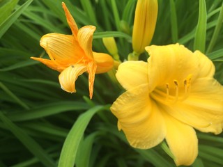 Fototapeta premium yellow Day lily flower in garden