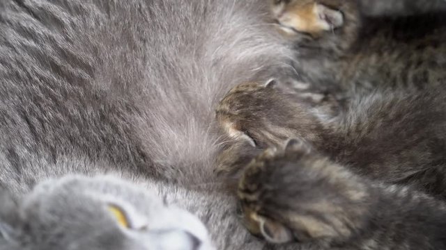 Scottish Fold Cat and kitten. Cat feeds small kittens. Cat nursing her little kittens. Scottish Fold breed.