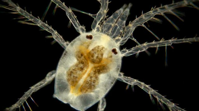 รูปภาพMicroflora – เลือกดูภาพถ่ายสต็อก เวกเตอร์ และวิดีโอ9,632 | Adobe ...