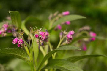  Beautiful photo of purple blooming healing comfrey